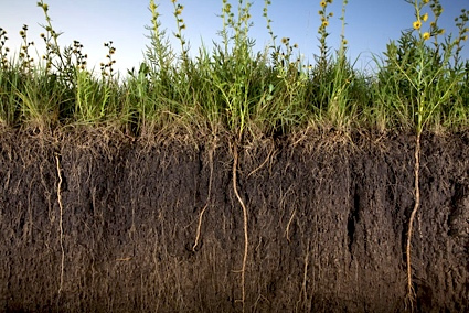 Rangelands are not degraded forests. Healthy rangelands store a huge amount of carbon in the soil